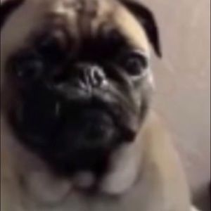 Meet your Posher, Diego